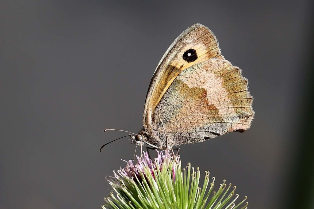 Small heath butterfly (c) Margaret Holland