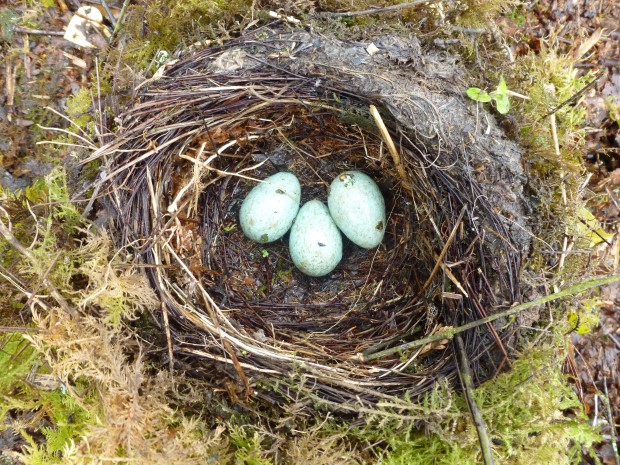 Blackbird Nest (c) Lizzie Wilberforce