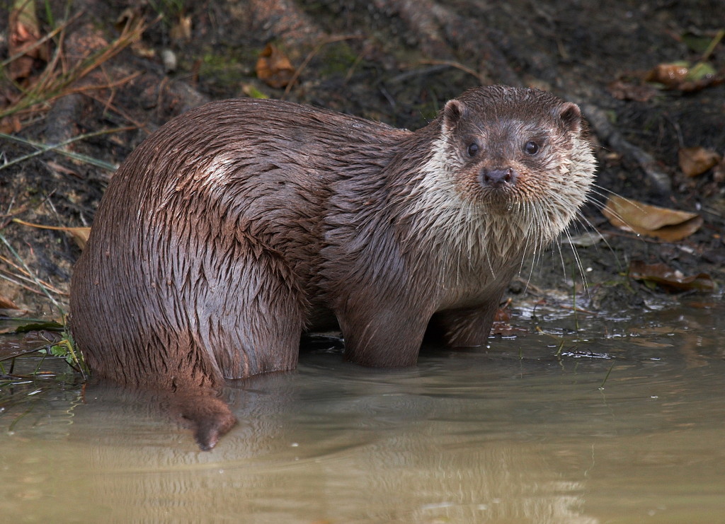 Otter (c) Elliot Smith