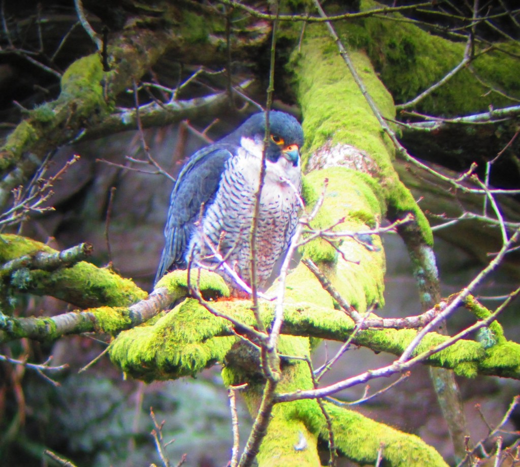 Peregrine (falcon) (c) Cara Mitchell