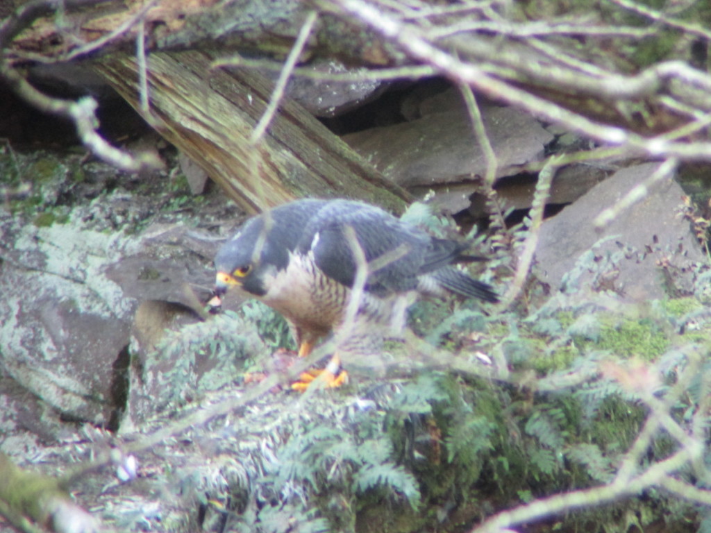 Falcon (female) eating prey (c) Laura Preston