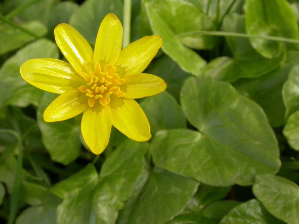 Lesser Celandine (c) Derbyshire Philip Precey