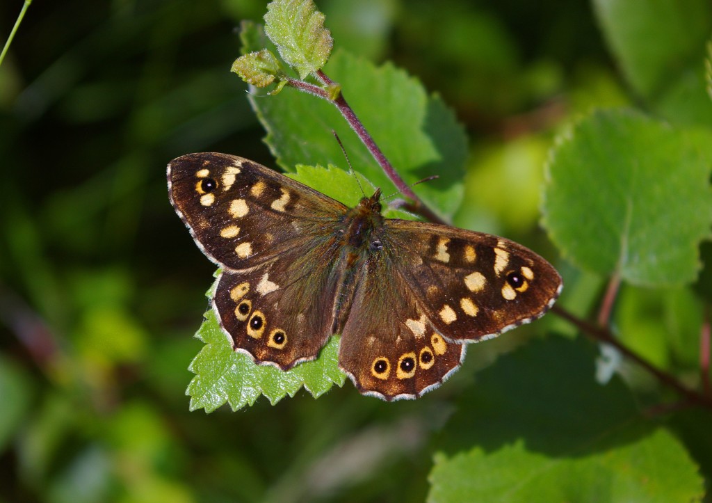 Speckled Wood (c) Neil Aldridge