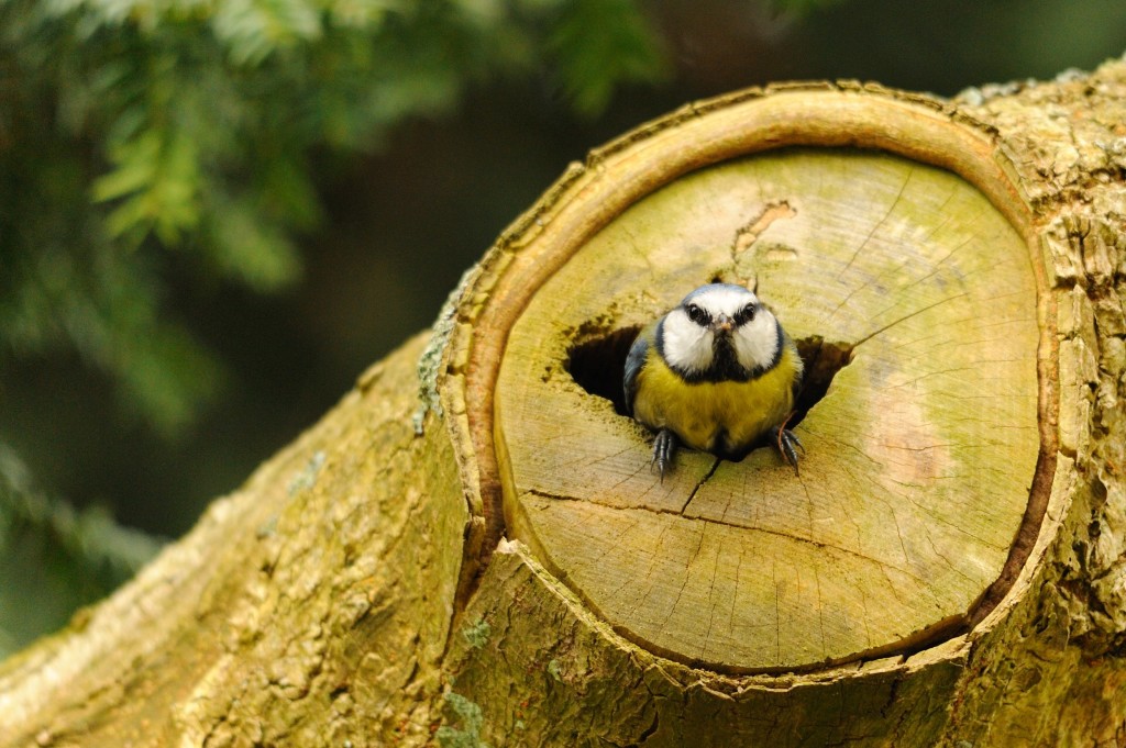 Blue tit nest (c) Amy Lewis