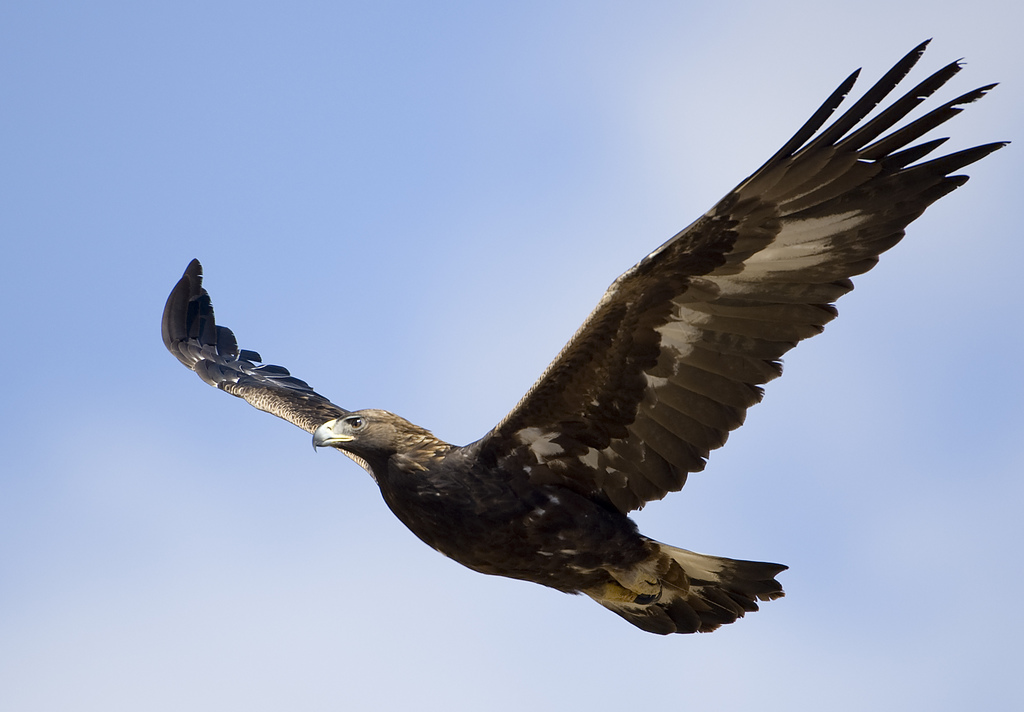 Golden eagle in flight (c) Matt Knoth