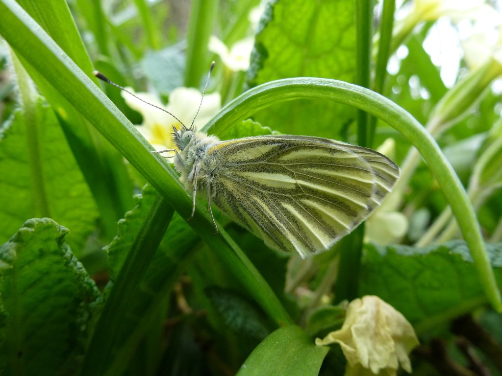 Green Veined White Butterfly (c) Laura Preston