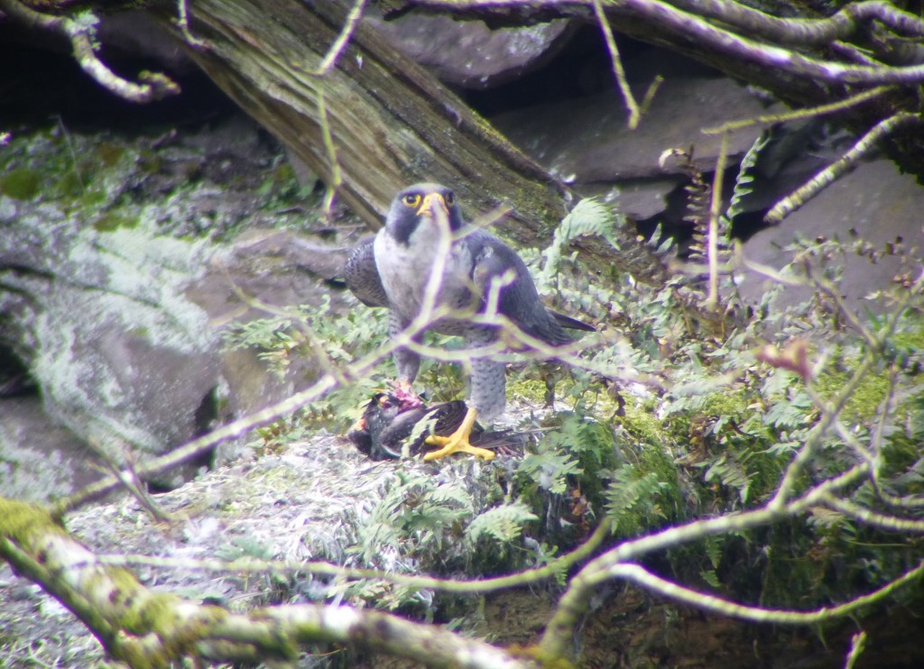 Tiercel with starling (c) Cat Fonseca