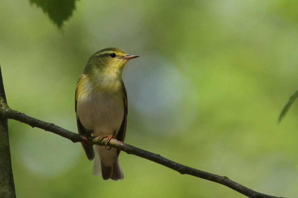 Wood_warbler_c_Margaret_Holland