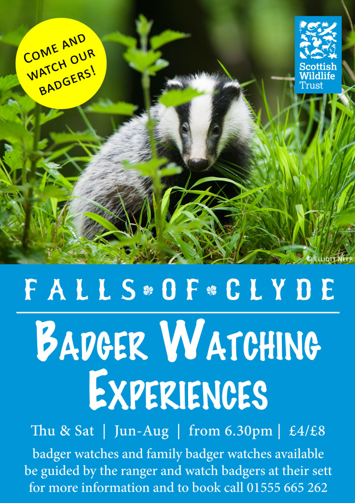 Badger Watch 2015