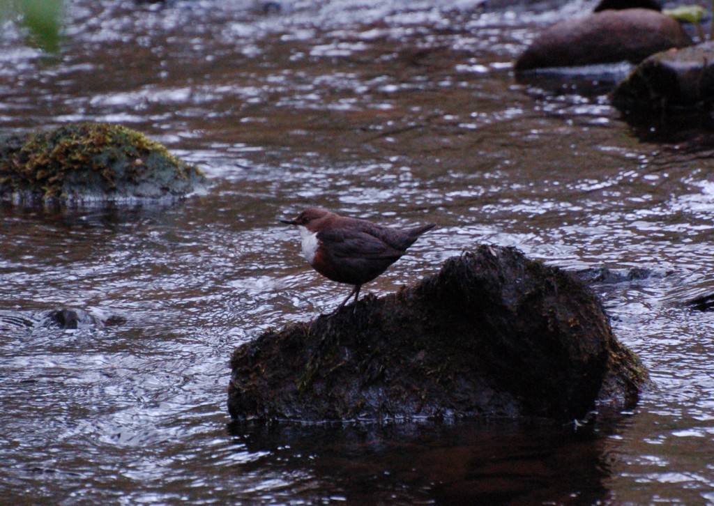 Dipper (c) Adam Jones