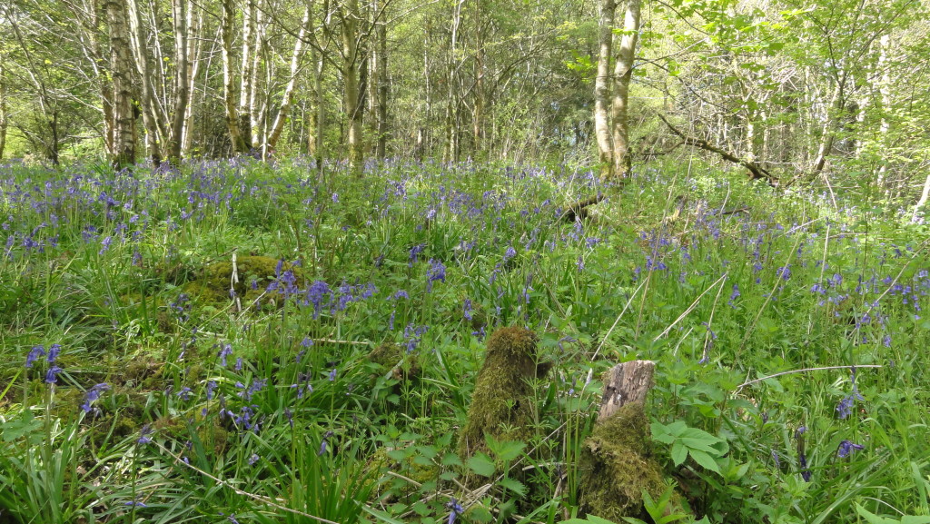 FOC bluebells