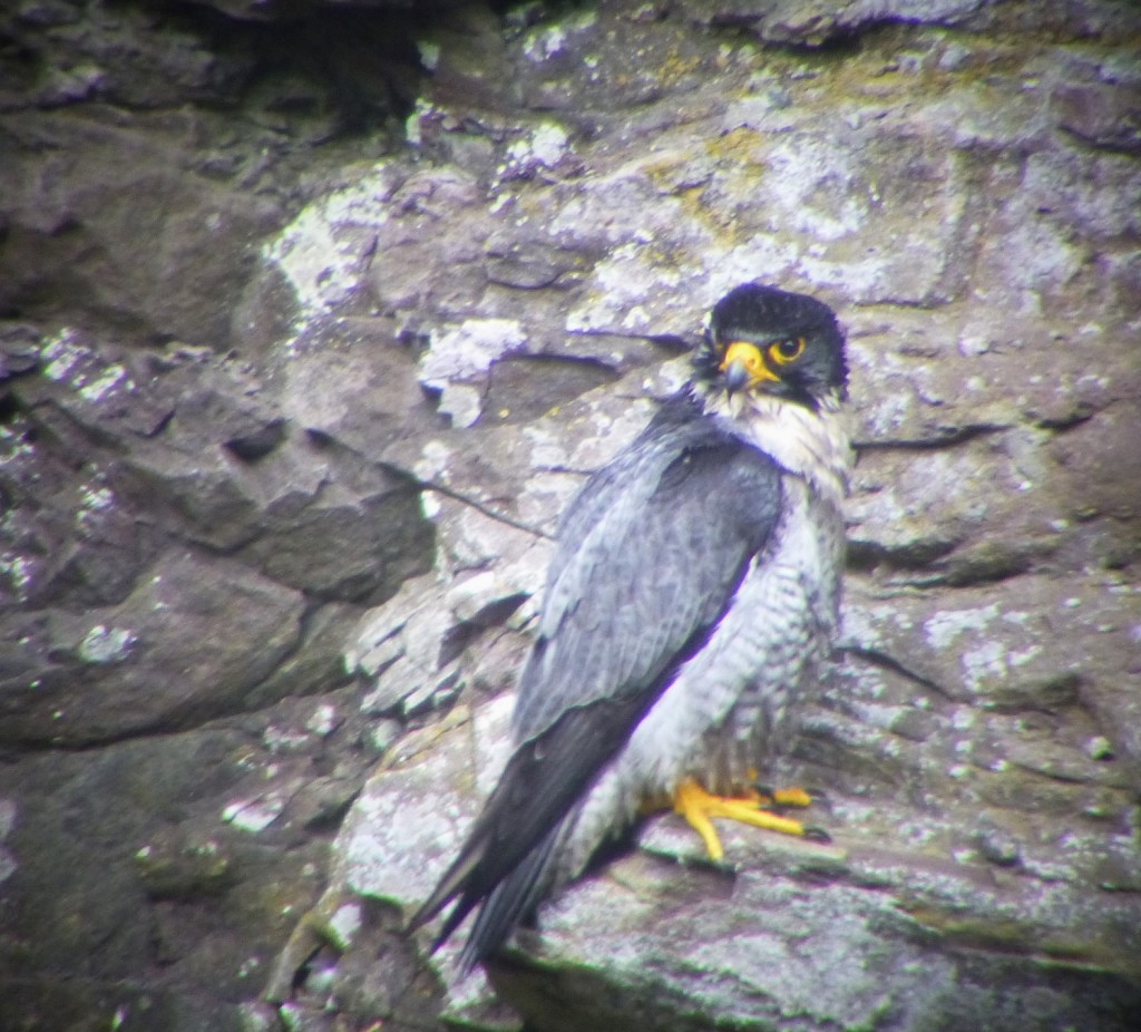 Wet tiercel (c) Cat Fonsec