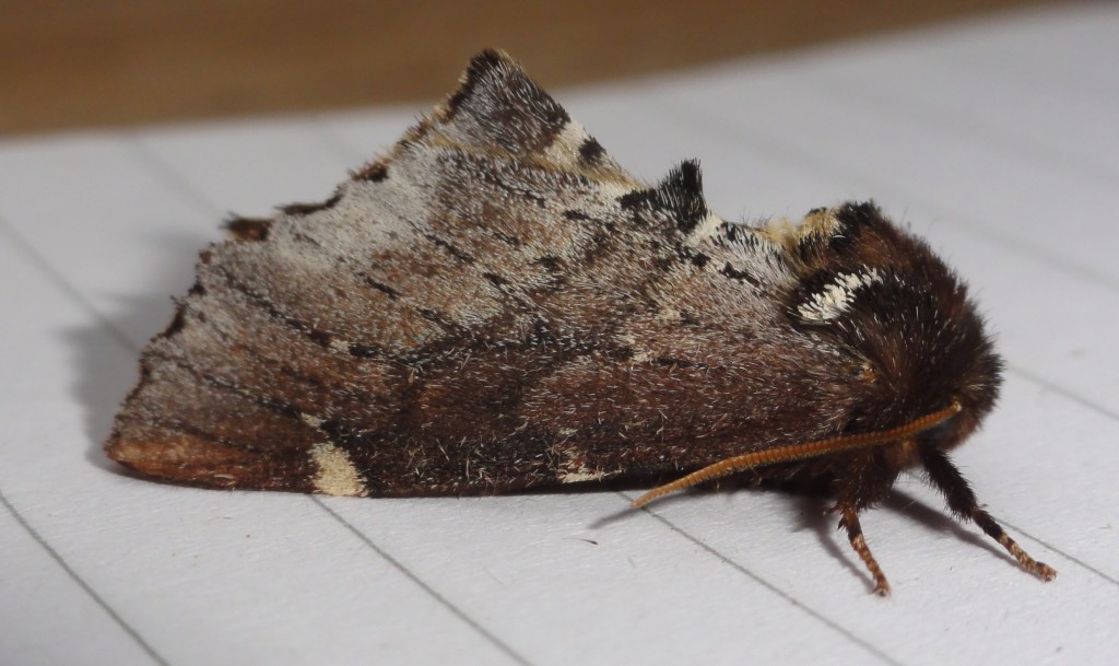 scarce prominent