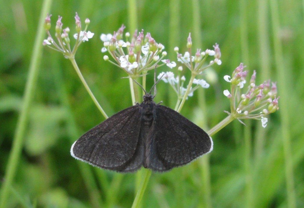 Chimney Sweeper (C) Adam Jones