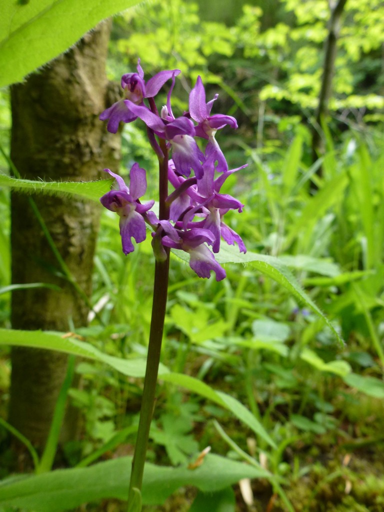 Early Purple Orchid (c) Laura Preston