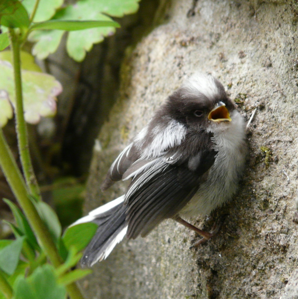 LTT (C) Shirley Freeman