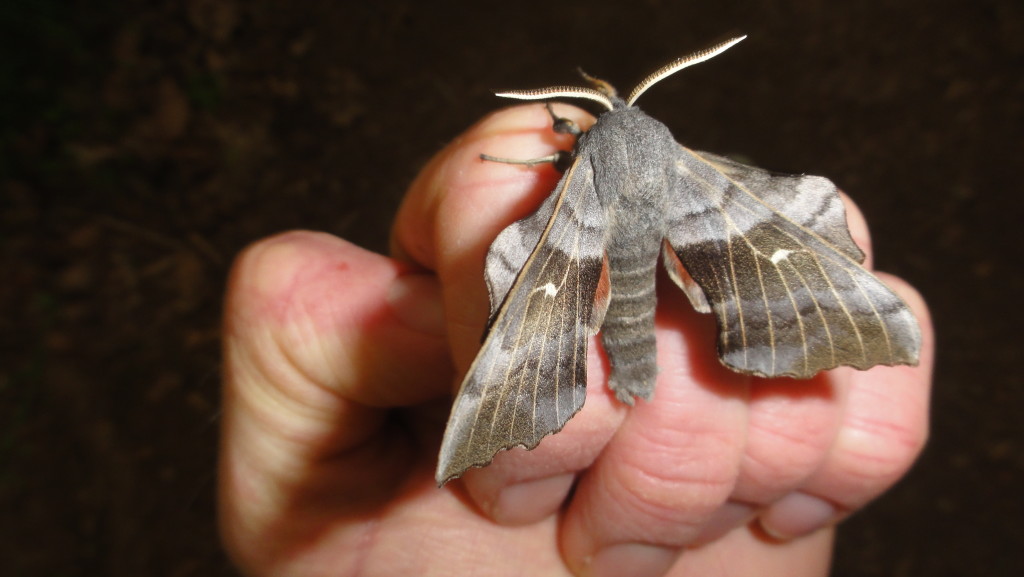 Poplar Hawkmoth (C) Adam Jones