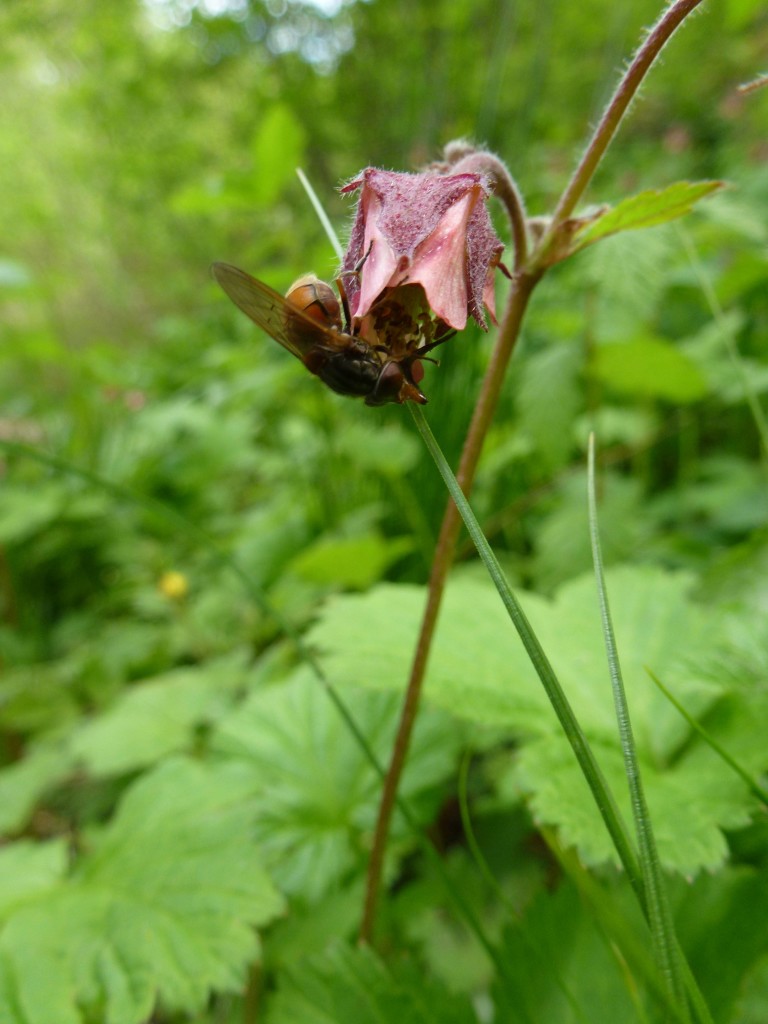 Rhingia Campestris (c) Laura Preston