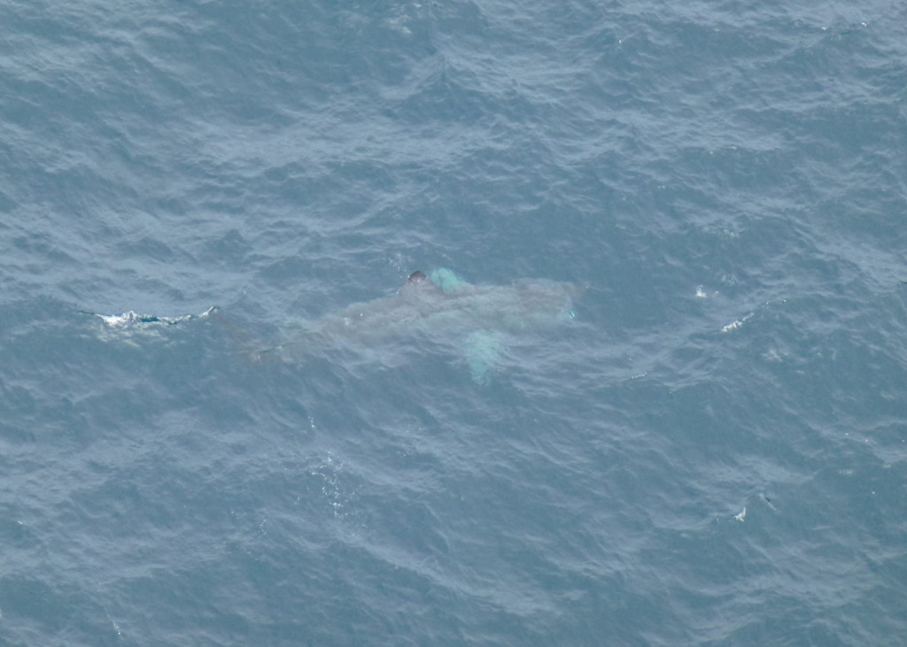 Basking Shark (c) Laura Preston