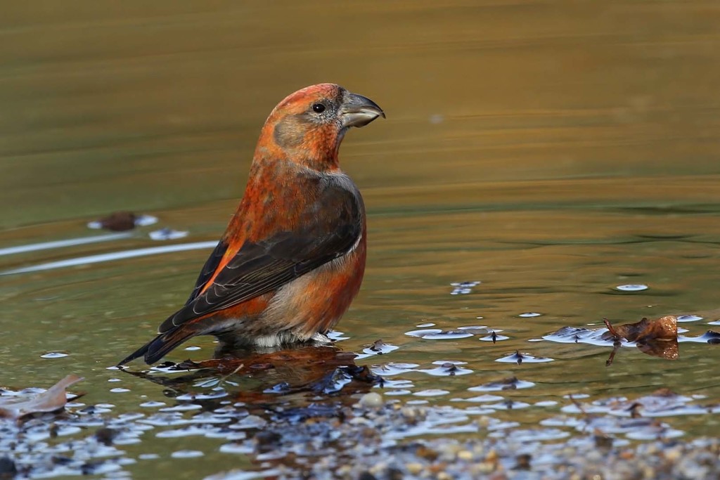 Crossbill_c_Margaret_Holland