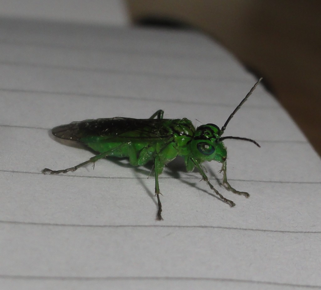 Green Sawfly (C) Adam Jones