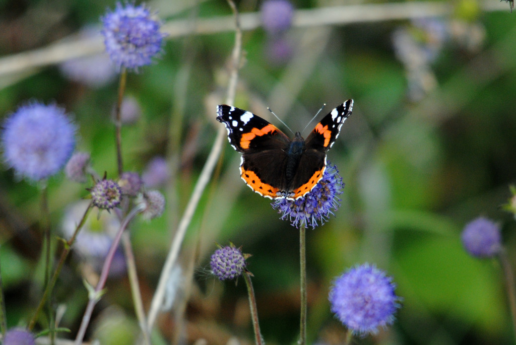 Red Admiral (c) Amy Lewis