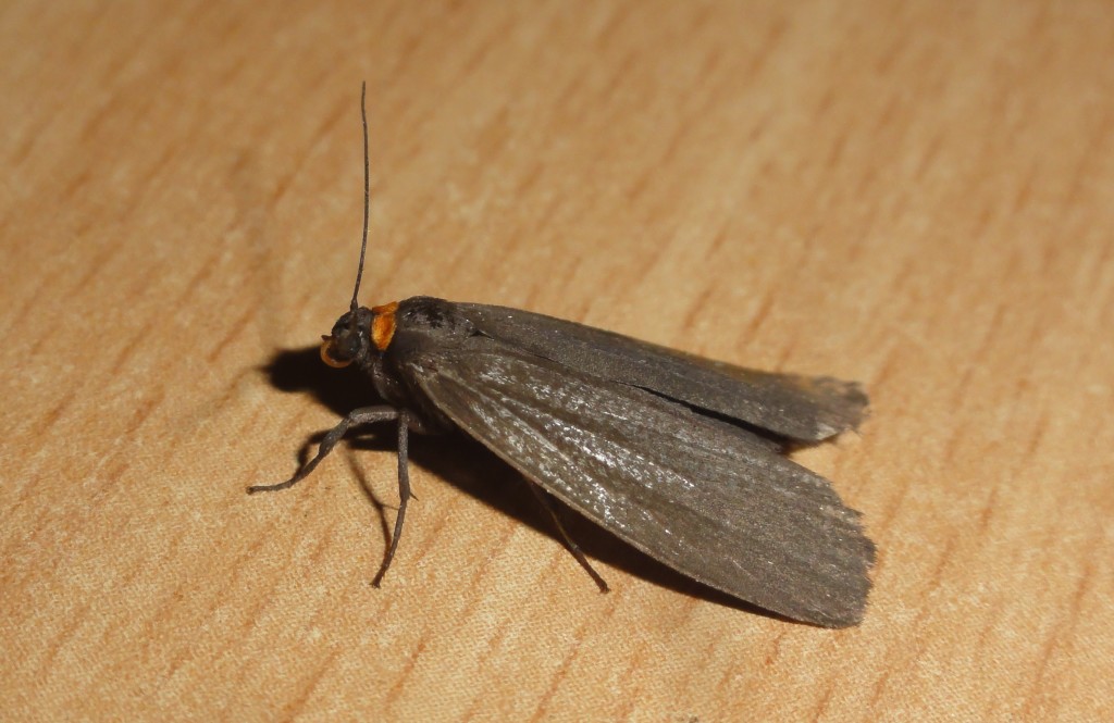 Red-necked Footman (C) Adam Jones