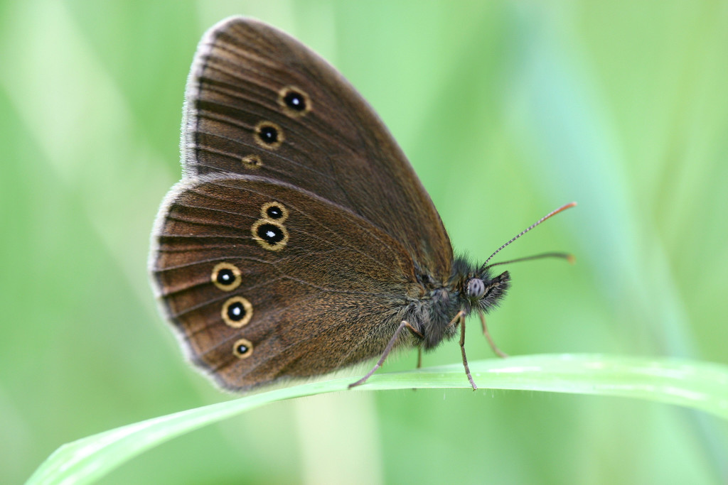 Ringlet (c) Jim Higham