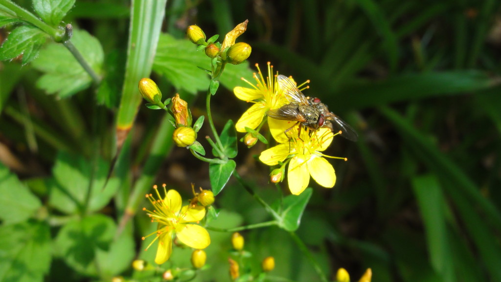 Slender St Johns-wort (C) Adam Jones