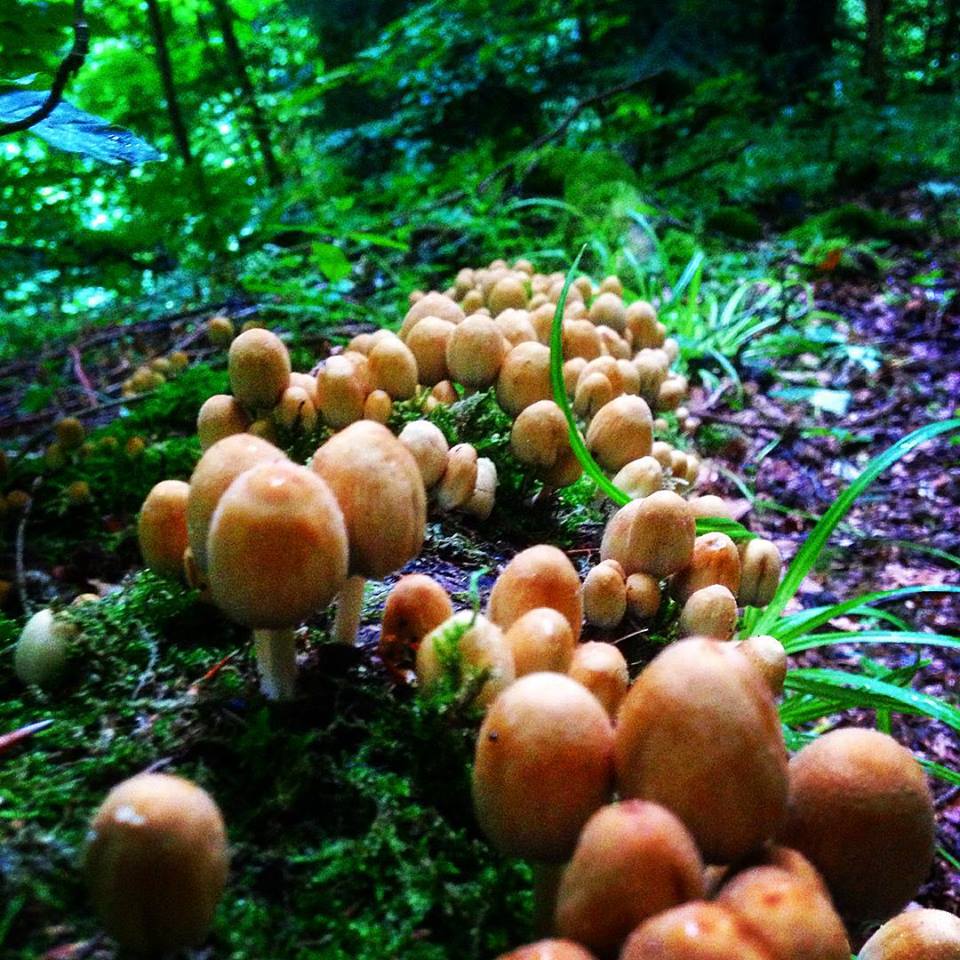 Look out for varieties of fungi (c) Sam Langford