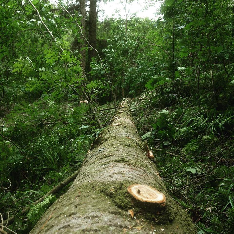 Douglas fir after felling (c) Sam Langford