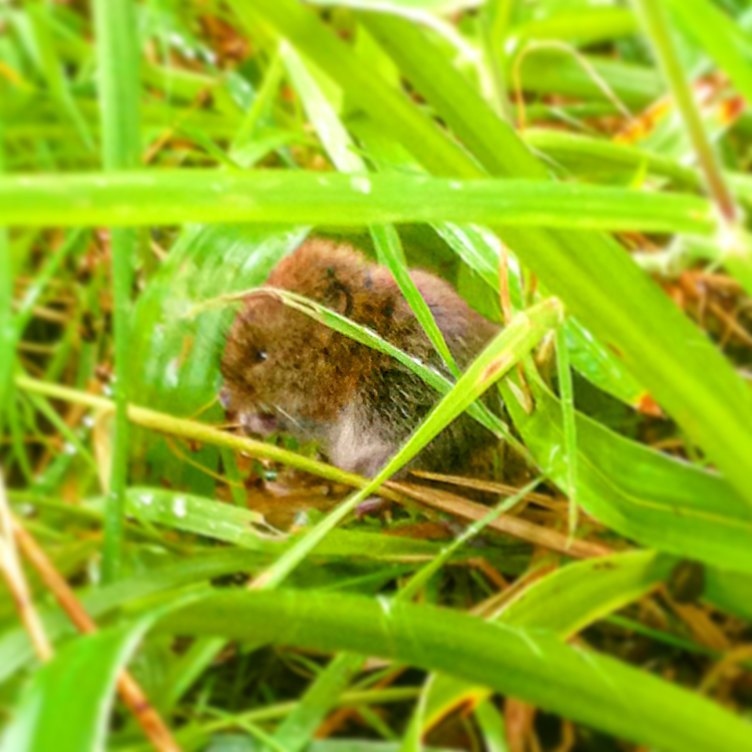 Wood mouse at the reserve entrance (c) Sam Langford