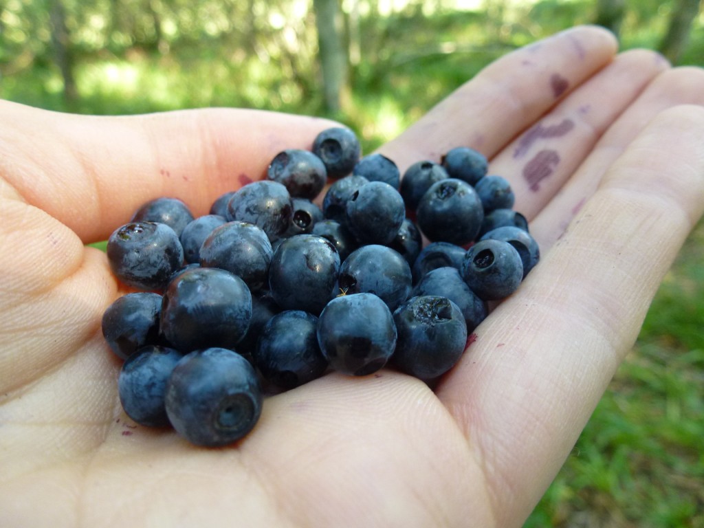 Blaeberries (c) Laura Preston