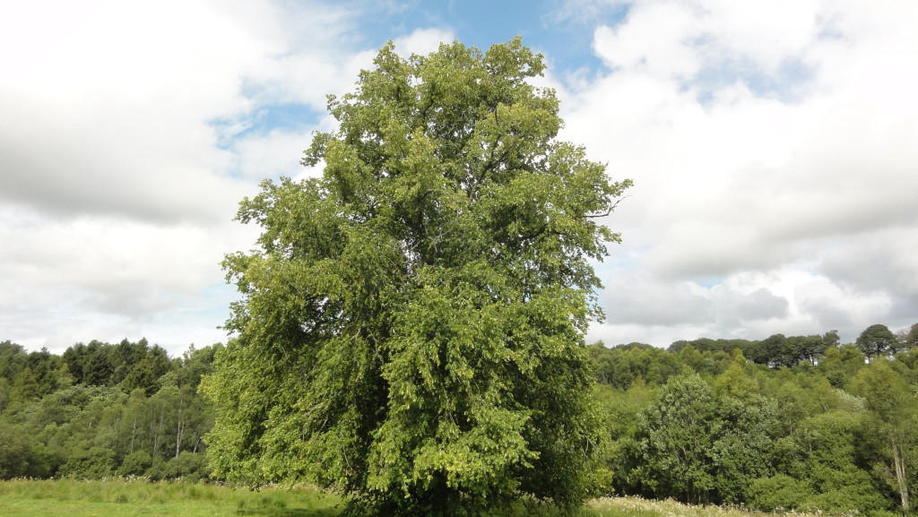 Lime Tree (C) Adam Jones