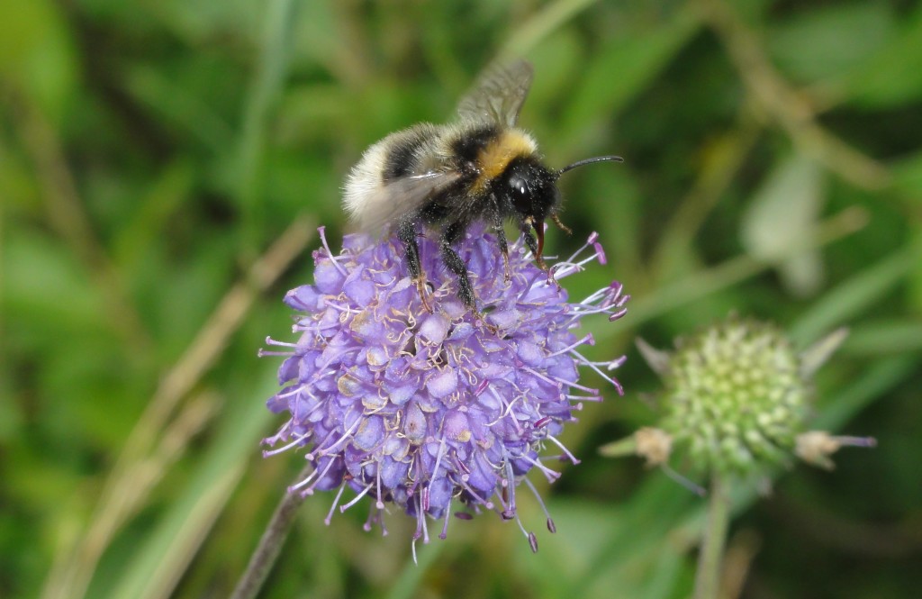 devil's bit scabious (C) Adam Jones