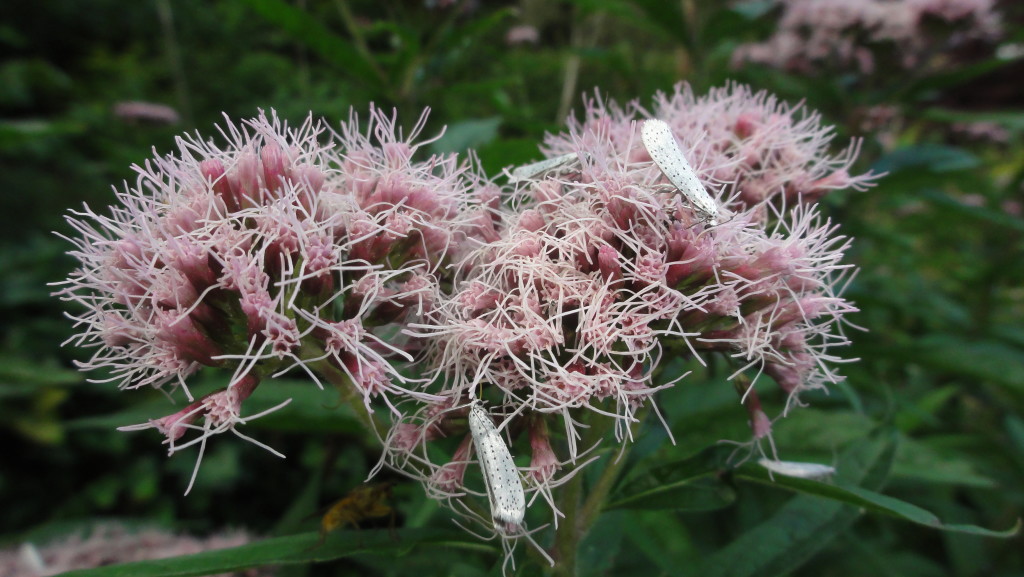 hemp-agrimony (C) Adam Jones