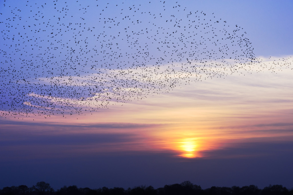 Starling murmuration (c) Elliott Neep