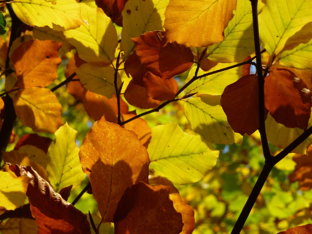 Beech leaves (c) Laura Preston