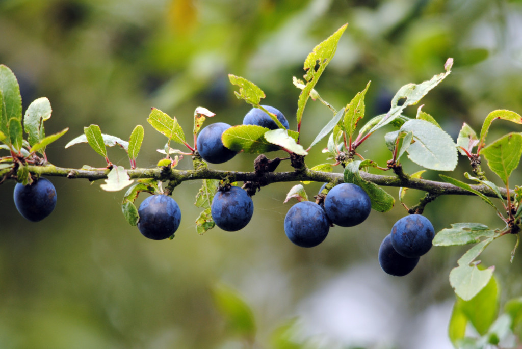 Blackthorn sloes (c) Amy Lewis