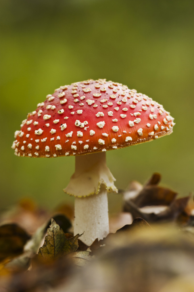 Fly Agaric (c) Elliott Neep