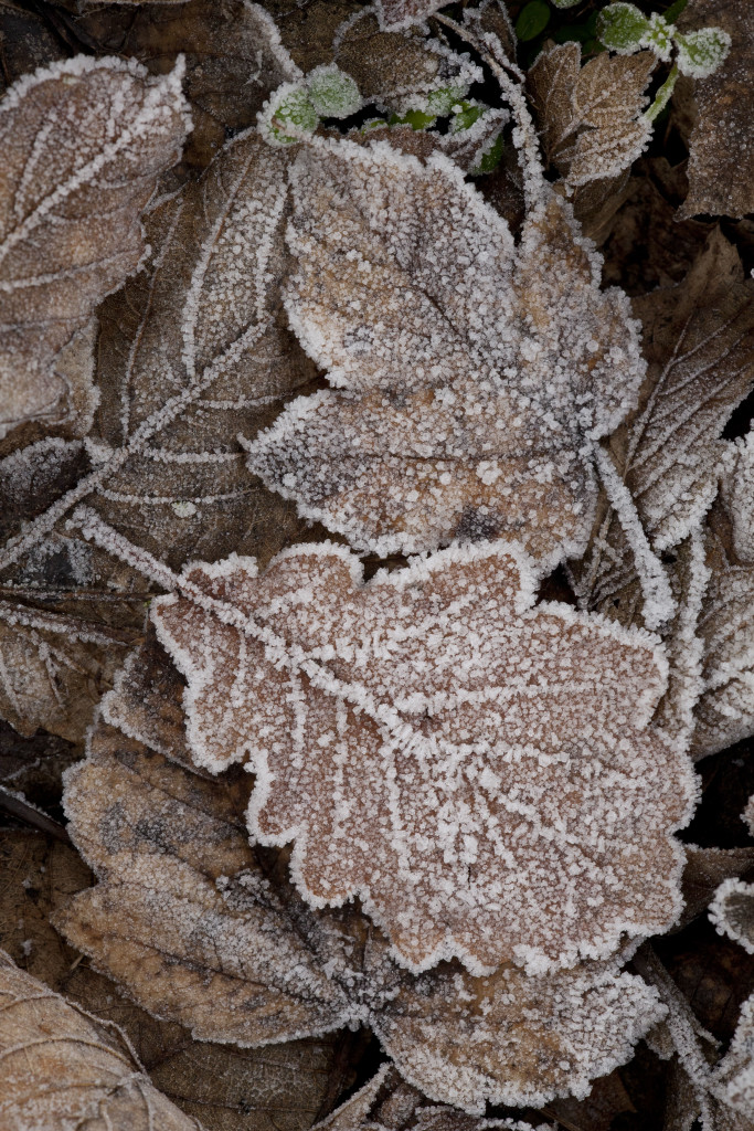 Frosty leaves (c) Paul Hobson