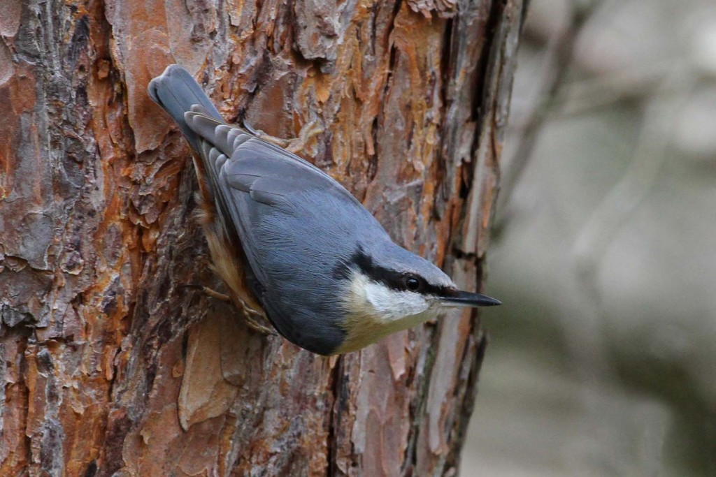 Nuthatch (c) Margaret Holland