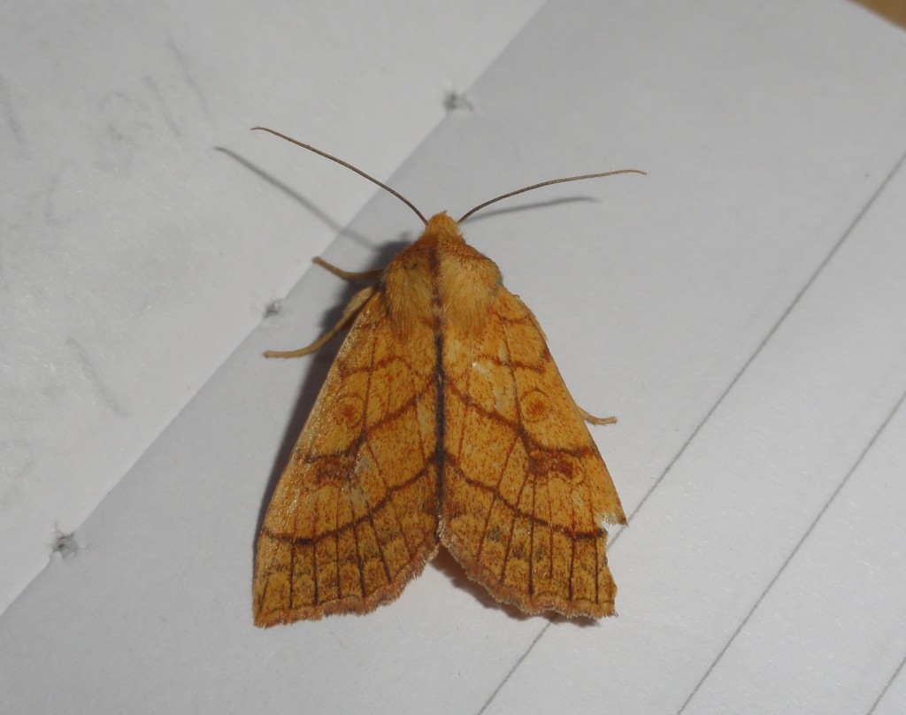 Orange Sallow (C) Adam Jones