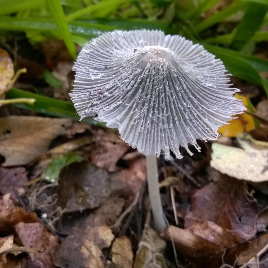 Fungi (c) Laura Preston