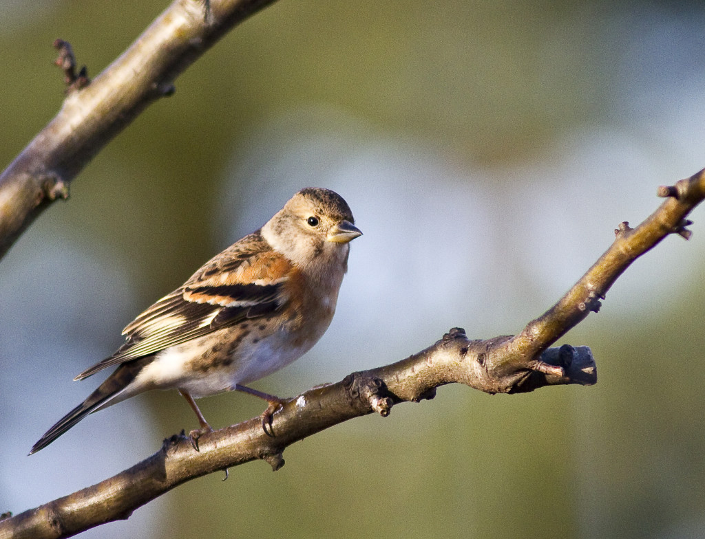 Brambling (c) Harry Hogg