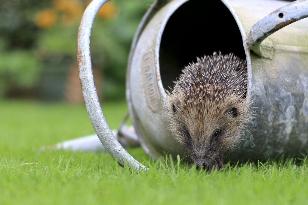 Hedgehog (c) Tom Marshall