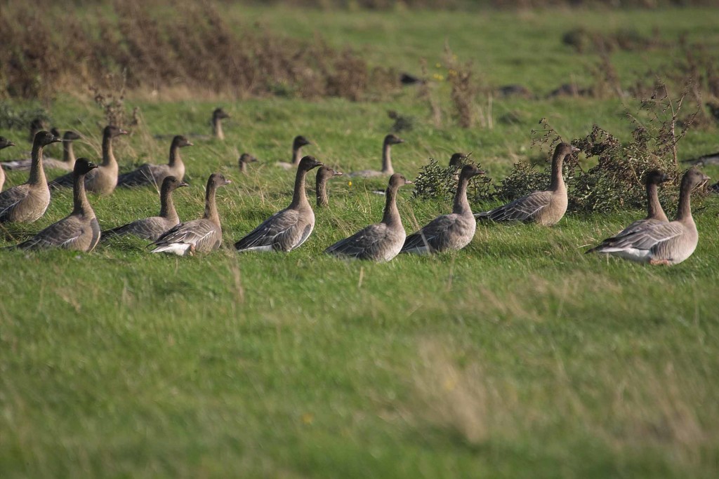 Pink-footed geese (c) Derek Moore