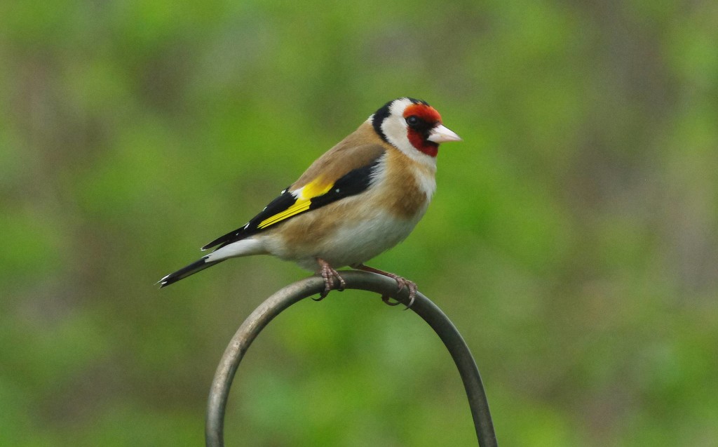 Goldfinch (c) Gillian Day