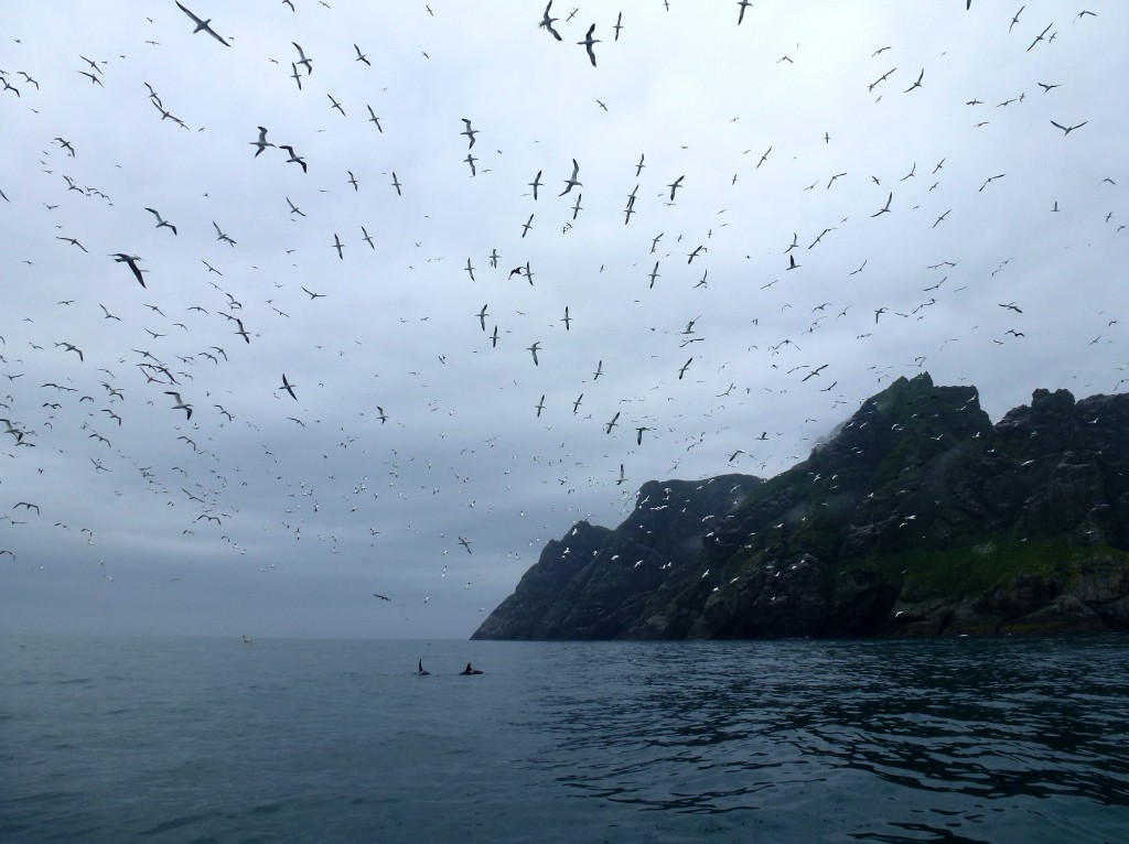 Boreray, orca whales and gannets (c) Laura Preston