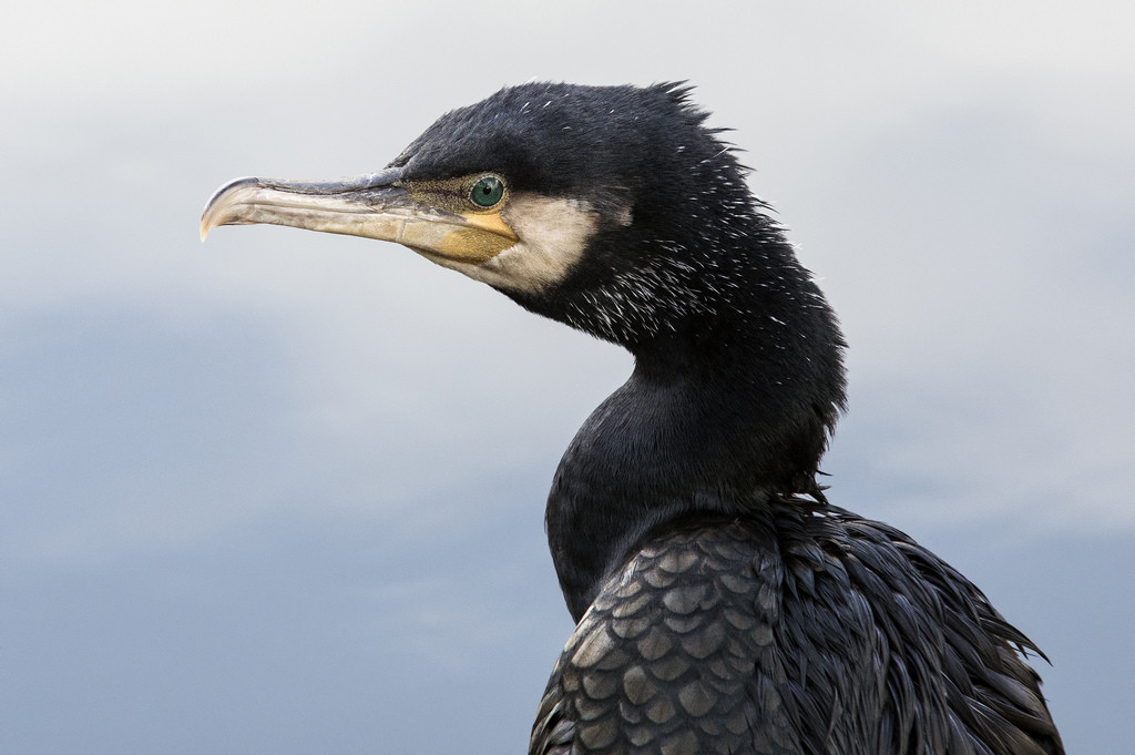 Cormorant (c) [Rossco]:[www.rgstrachan.com]